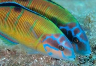 Aventura submarina 